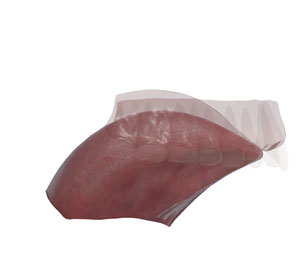 3D tongue and hard palate /d/