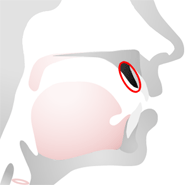 Speech anatomy • alveolar ridge