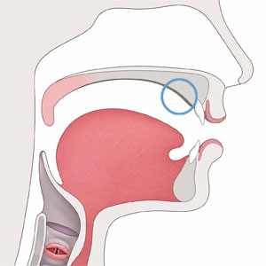 Diagram of the speech anatomy with the alveolar ridge highlighted