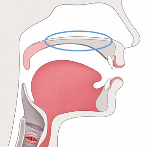 Diagram of the speech anatomy with the hard palate highlighted