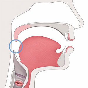 Diagram of the speech anatomy with the pharynx highlighted