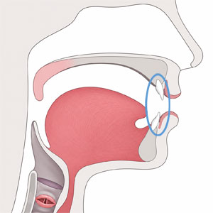 Diagram of the speech anatomy with the teeth highlighted