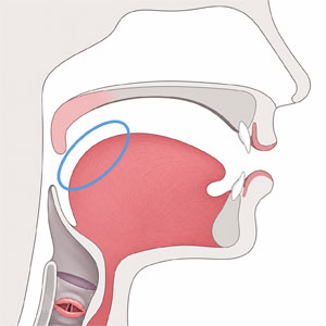 Diagram of the speech anatomy with the tongue back highlighted