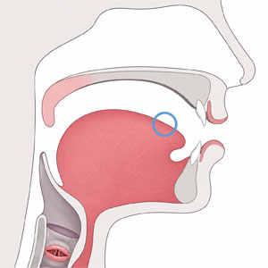 Diagram of the speech anatomy with the tongue blade highlighted