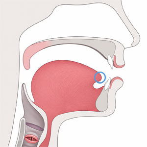 Diagram of the speech anatomy with the tongue tip highlighted