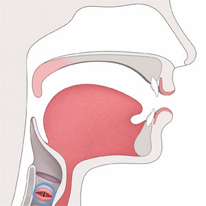 Diagram of the speech anatomy with the vocal folds highlighted