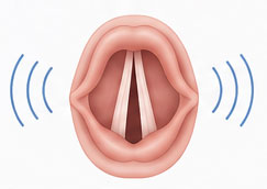 Vocal folds vibrating — open and close hundreds of times per second
