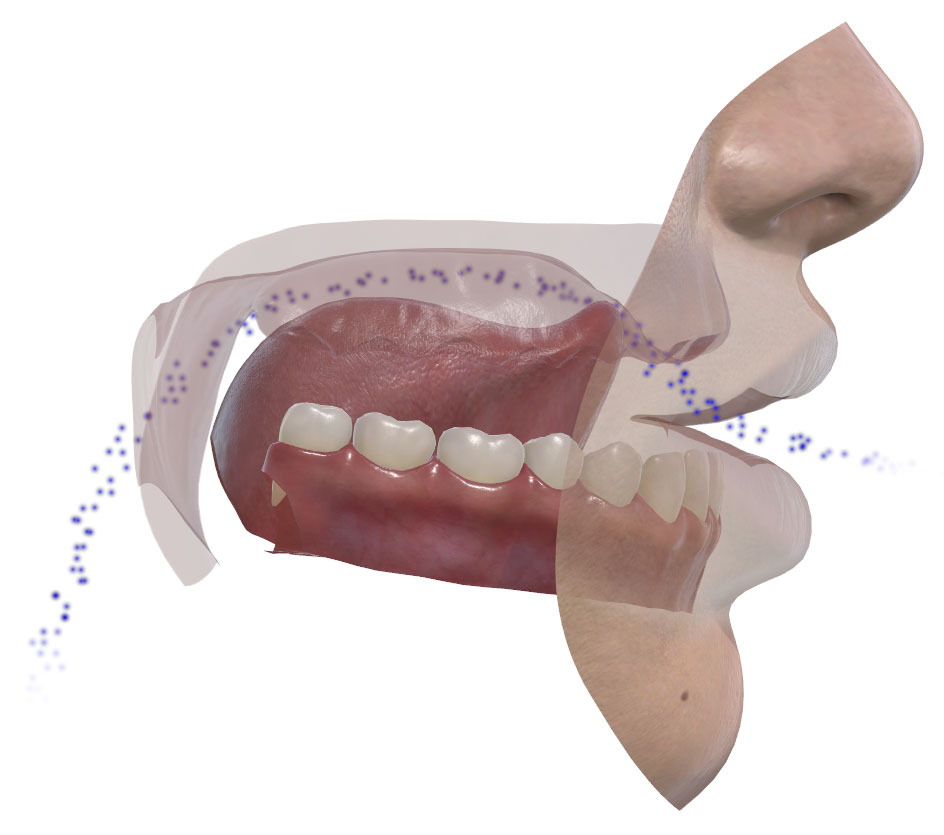 Pronunciation Coach 3D - retroflex /r/