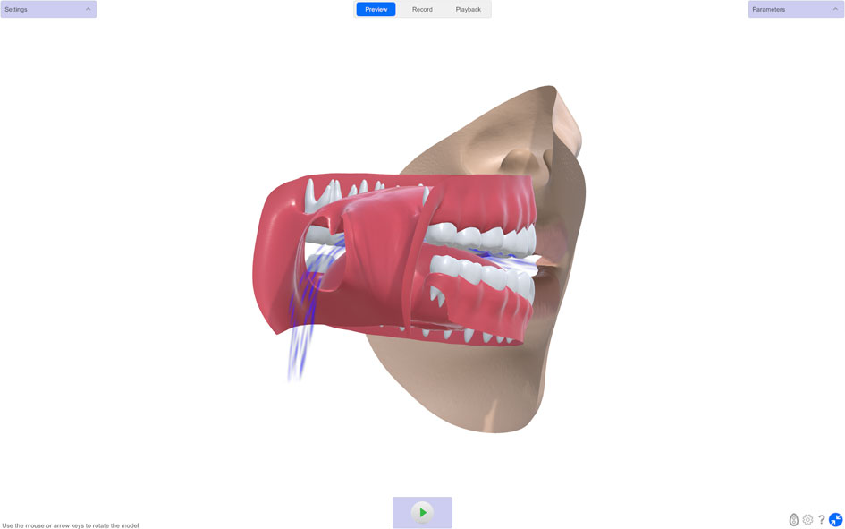 SNORS 3D animated vocal tract model showing oral airflow during speech